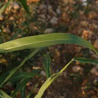 La nervure centrale est bien visible et la ligule ciliée chez le sorgho d'Alep