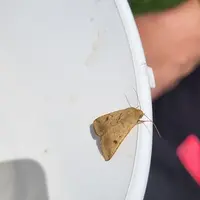 Adulte d'héliothis, papillon nocturne et migrateur, avec des invasions certaines années dans le sud.