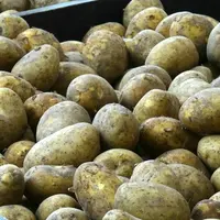 tas de pomme de terre dans un palox