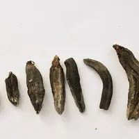 Différents type de sclérotes d'ergot.