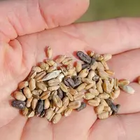 Sclérotes d'ergot au milieu de grains de blé.