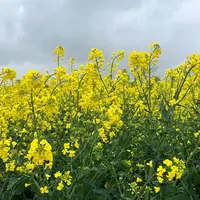 Parcelle de colza en fleur.