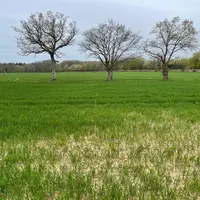 Le manque de phosphore se traduit par des plantes chétives, un tallage réduit chez le blé.