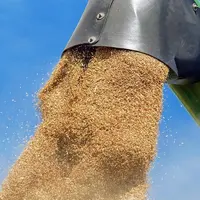 grain de blé lors de la moisson