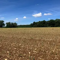 Parcelle semée en maïs en Charente.