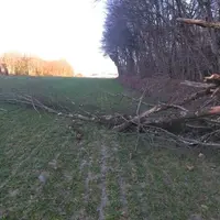 Branches d'arbre d'une parcelle forestière tombées dans une parcelle agricole