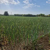 Parcelle de maïs dans le Sud-Ouest