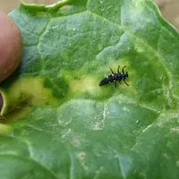 larve de coccinelle à 7 points, insecte auxiliaire sur betterave consommant des pucerons dont ceux vecteur du virus de la jaun