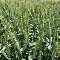 Plus de cent variétés de blé sont possibles pour le débouché de la meunerie française.