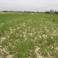 Les carences en phosphore sur colza se traduisent par un retard de croissance des plantes.