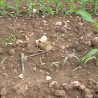 Pieds de maïs touché par la Geomyze.