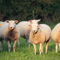 moutons avec des clochettes autour du cou