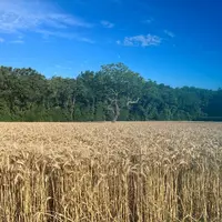 Sur des blés en fin de remplissage dans certains secteurs, l'impact de la vague de chaleur devrait être limitée.