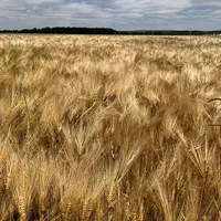 Parcelle d'orge d'hiver à maturité.