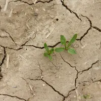 Levée des betteraves sucrières. Dans les sols limoneux les conditions climatiques qui suivent le semis sont capitales. Sous l&