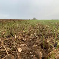 Levée d'adventices après un faux semis.