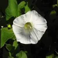 Fleur de liseron. Mauvaise herbe nuisible aux cultures. Adventice dans plantes cultivées.