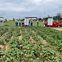 Essai de désherbage en pomme de terre sur la plateforme Arvalis de Villers Saint Christophe dans l'Aisne, 30 juin 2026</e
