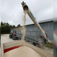 Epandage d' engrais azoté en granule sur une parcelle de blé.