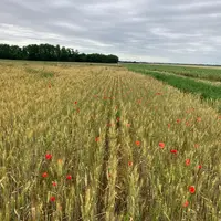 Parcelle de céréales bio.
