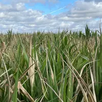 Des maïs présentent une proportion de feuillage brûlé telle que la production de grains est très compromise. Des parcelles son