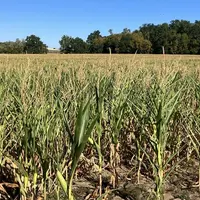 champ de maïs dans l'Allier en juillet 206, dans des conditions dégradées par la chaleur et la sécheresse