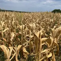 champ de maïs en Charente, près d'Angoulême, touché par la sécheresse en août 2026