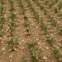 Parcelle de betterave touchée par la sécheresse à Bazoches lès Bray en Seine-et-Marne le 4 août 2026