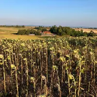 Parcelle de tournesol dans l'Allier frappée par la sécheresse et la chaleur en juillet 2026, année marquée par des canicu