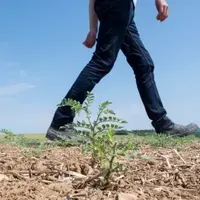 Agriculteur marchant dans un champ de pois chiche.