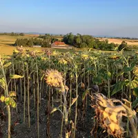parcelle de tournesol souffrant de sécheresse