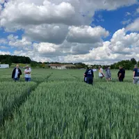 Essais blé tendre en Charente.