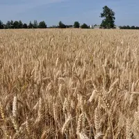 <em class="placeholder">DSC_0001 / Culture des céréales . Mélange de plusieurs variétés de blé (Caphorn, Soissons, Altria, Isengrain) chez Robert Prio
