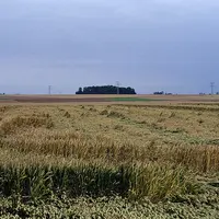 <em class="placeholder">Cultures / céréales / culture accidentée / dégâts tempête / blé versé</em>