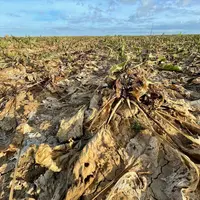 <em class="placeholder">Sur des parcelles sans irrigation, la production de racine a été très perturbée avec le dessèchement précoce du feuillage, com