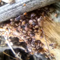 <em class="placeholder">Les punaises aptères se déplacent en masse et affaiblissent les jeunes colza qu'elles trouvent en  prélevant de la sève.
