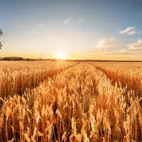 La demande demeure encore forte en blé sur la campagne actuelle. De nombreux opérateurs scrutent déjà le potentiel de la nouvelle campagne.