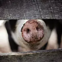 Groin Porc