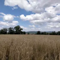 Champ de triticale en Creuse, 14 juillet 2023.
