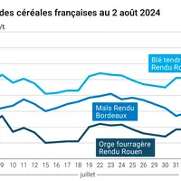 prix du blé tendre rendu Rouen, de l'orge fourragère rendu Rouen et du maïs rendu Bordeaux en juillet août 2024