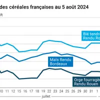 prix du blé tendre rendu Rouen, de l'orge fourragère rendu Rouen et du maïs rendu Bordeaux en juillet août 2024