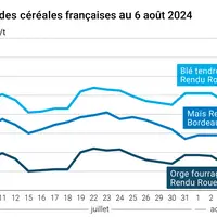 prix du blé tendre rendu Rouen, de l'orge fourragère rendu Rouen et du maïs rendu Bordeaux en juillet août 2024