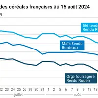prix du blé tendre rendu Rouen, de l'orge fourragère rendu Rouen et du maïs rendu Bordeaux en juillet août 2024