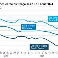 prix du blé tendre rendu Rouen, de l'orge fourragère rendu Rouen et du maïs rendu Bordeaux en juillet août 2024