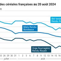 prix du blé tendre rendu Rouen, de l'orge fourragère rendu Rouen et du maïs rendu Bordeaux en juillet août 2024