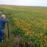 Champ de soja dans la province argentine d’Entre Ríos.