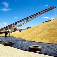Cultures / céréales / orge / récolte / stockage en plein air en Australie