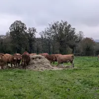Troupeau de vaches limousines dans un pré, en Creuse, novembre 2024.