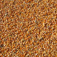 Photo de grains de maïs.