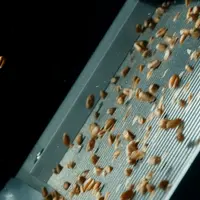 Flux de blé sur un tapis roulant